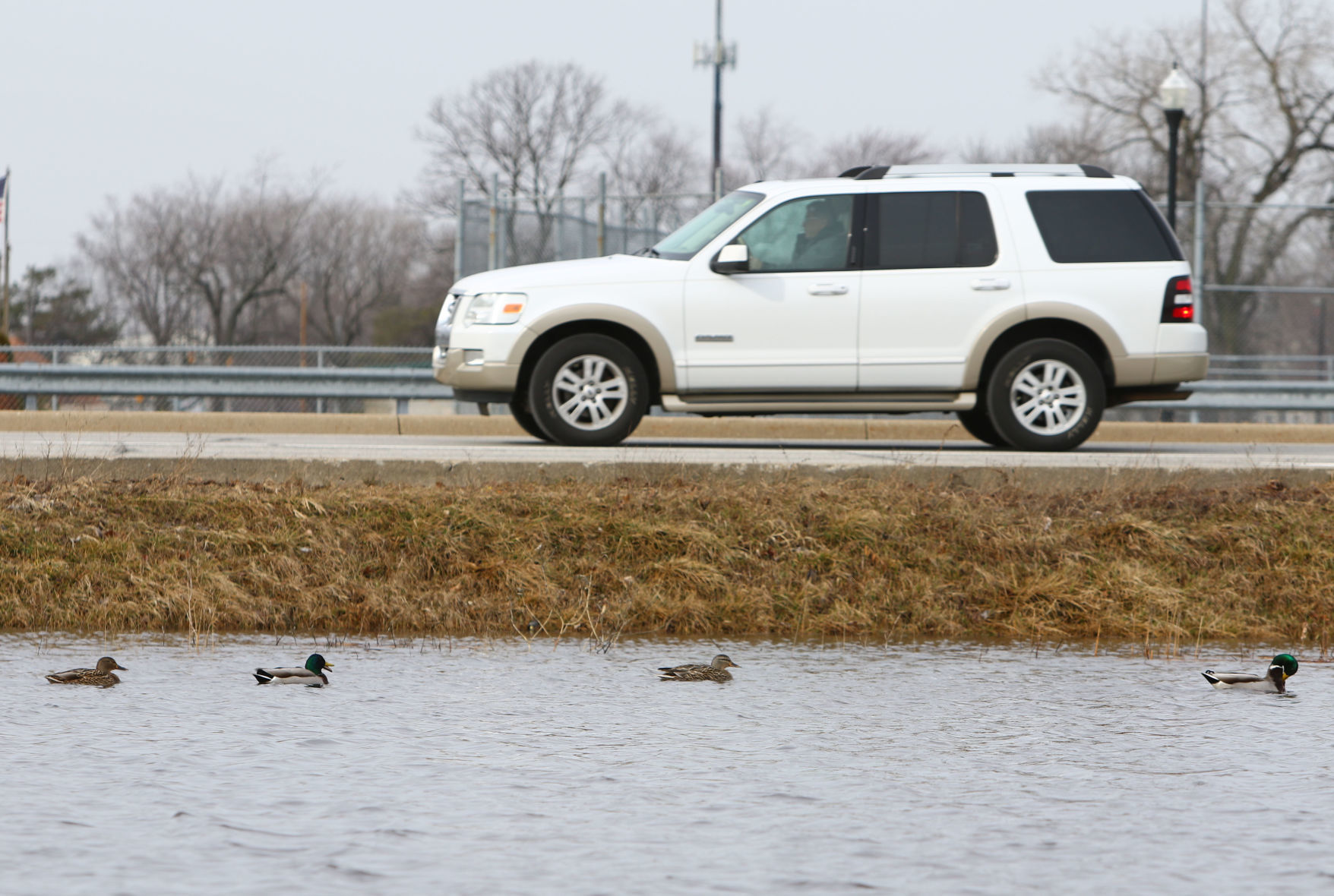 Ducks on flooded baseball field